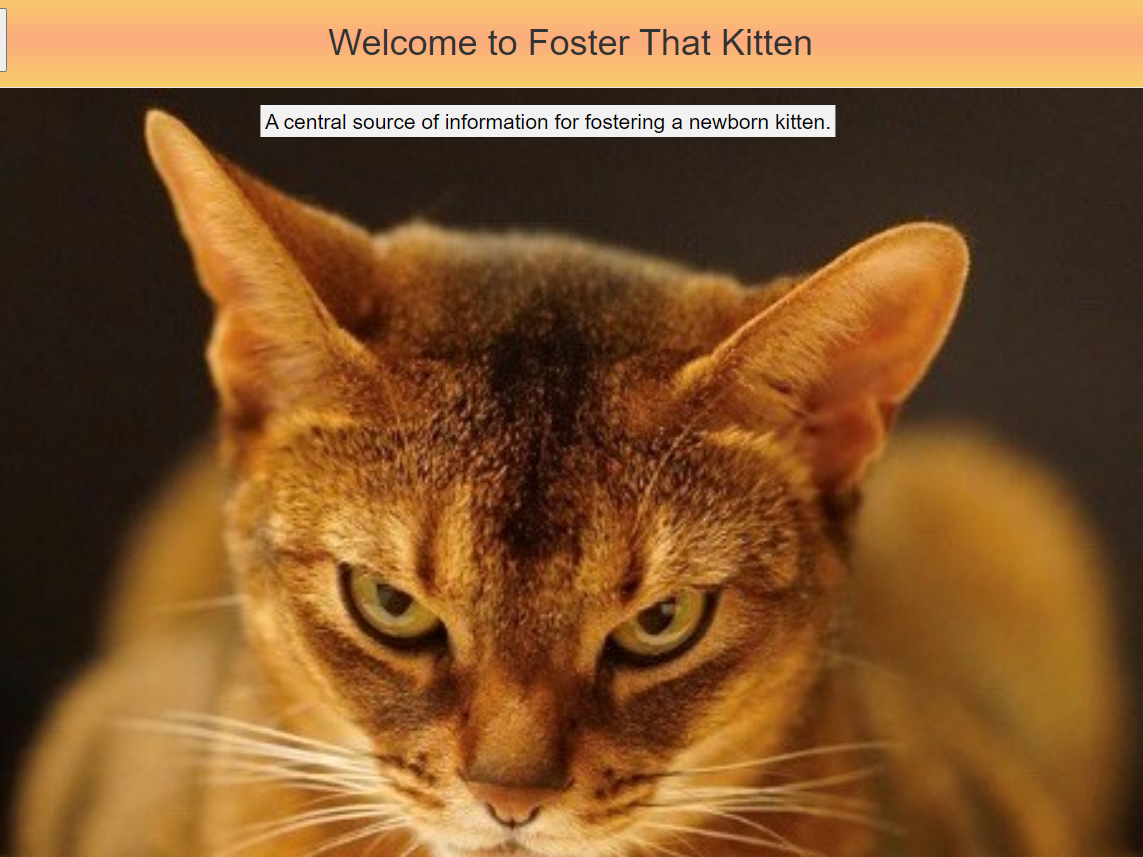 foster kitten link